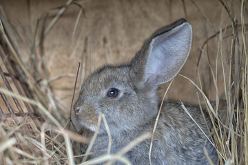 A cute gray rabbit is lying on the hay