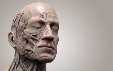 Human body  anatomy - muscle anatomy of the face and neck in 3d render 