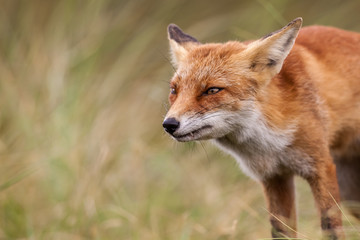 Naklejka na ściany i meble an red fox
