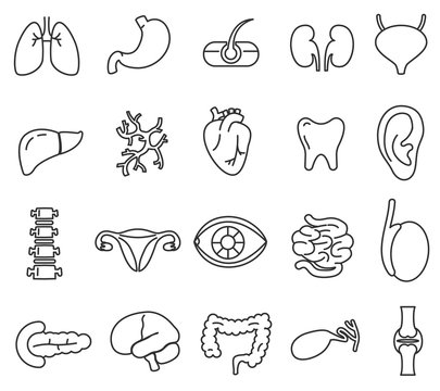 human anatomy icons set. internal organs, body parts. thin line design