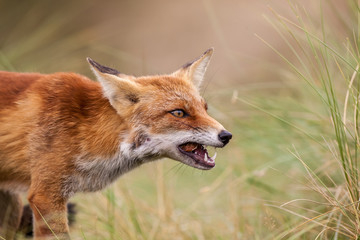 an red fox