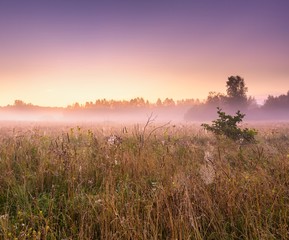 Morning foggy meadow in polish countryside