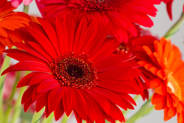 daisy gerbera macro, Shallow dof