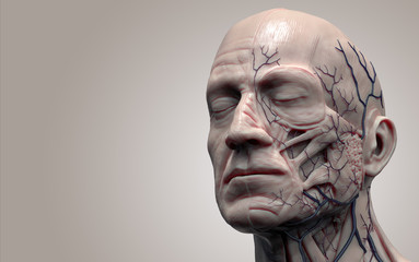 Human body anatomy - muscle anatomy of the head  3d render  - obrazy, fototapety, plakaty