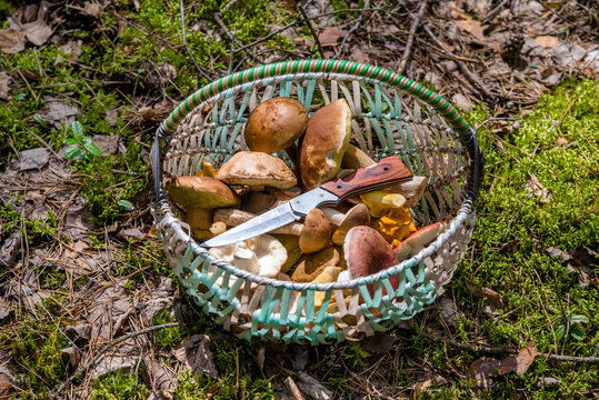 basket with mushrooms and a knife standing in a forest glade