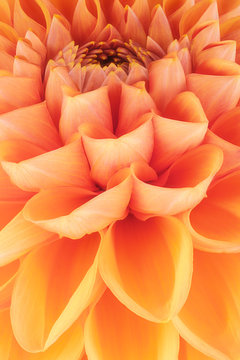 Orange Flower Petals, Close Up And Macro Of Chrysanthemum, Beautiful Abstract Background