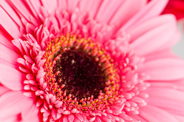 daisy gerbera macro, Shallow dof