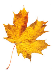 Fototapeta premium autumn colored leaves on a white background