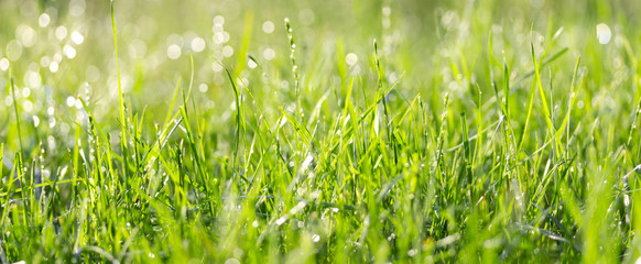 Naklejka premium Świeża zielona trawa z kroplami wody w słoneczny letni dzień.