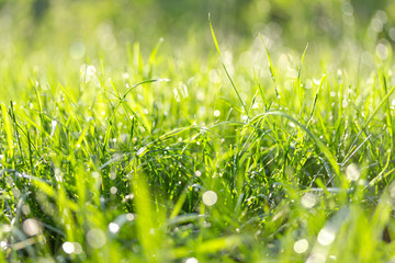 Fototapety  Świeża zielona trawa w słoneczny letni dzień.