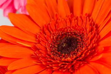 daisy gerbera macro, Shallow dof