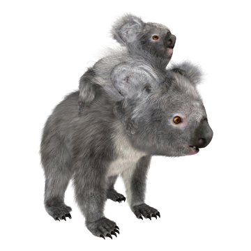 3D Rendering Koala Bears on White
