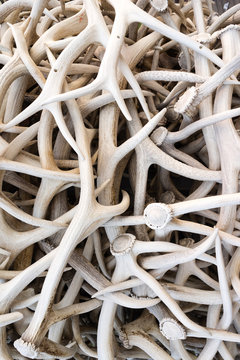 Ivory Pile Elk Antlers Animal Horns Art Installation