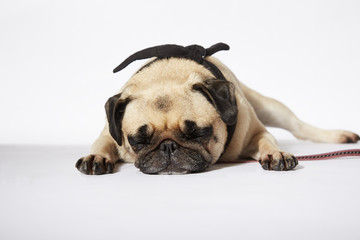 Mops liegt mit geschlossenen Augen vor weißem Hintergrund