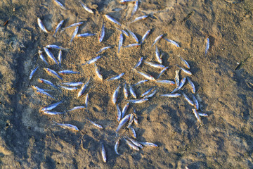 Dead fish in the lake that dried up