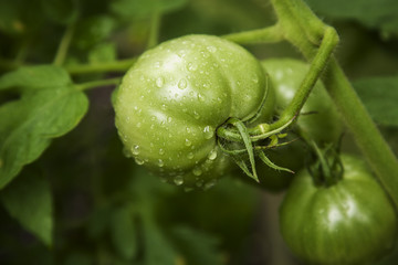 Green Tomato on the vine