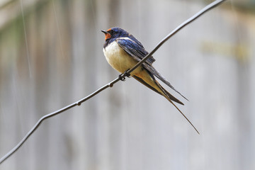 bird in the rain