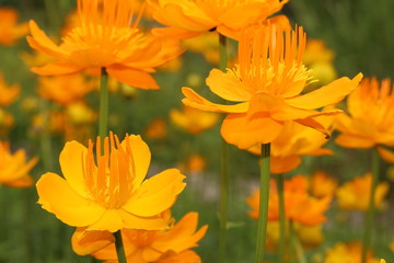 Yellow-orange 