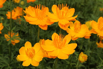 Yellow-orange 