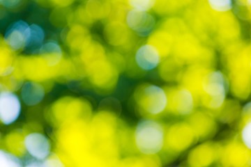 Obraz premium Forest bokeh background