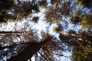 branch of pine in summer forest