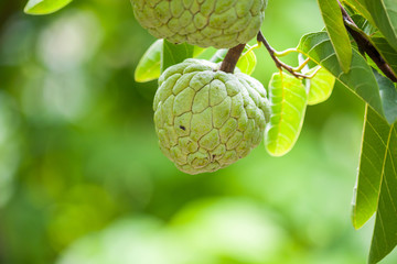 Fototapeta premium Custard apple fruit on green tree in the garden