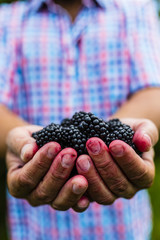 Fresh blackberries in hands
