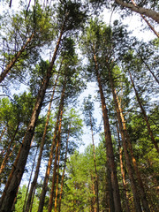 Fototapeta premium Tall trees in a forest. Looking up