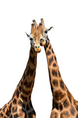 Loving giraffes isolated on white background