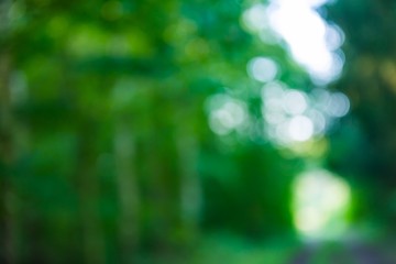 Obraz premium Forest bokeh background