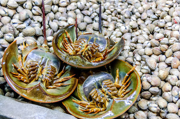 Horseshoe crabs & shellfish on market stall, Thailand