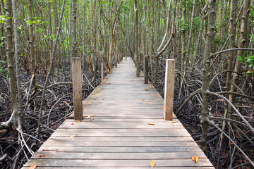 Wooden walkway bridge in mangrove forest located at Rayong, Thai