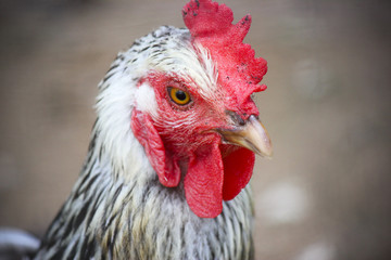 Rooster in Thought