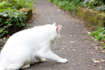 White cat who met in nature
