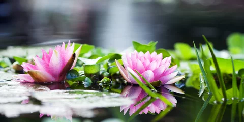 Crédence de cuisine en verre imprimé Nénuphars Lily on the water