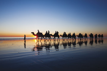 Kamele zu Fuß entlang Cable Beach, Broome, Western Australia