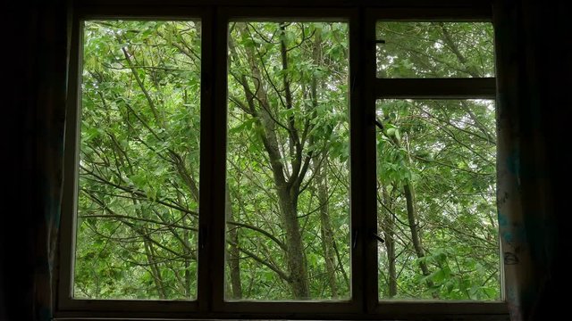 wind shakes green leaves and trees tops in wooded area seen through window