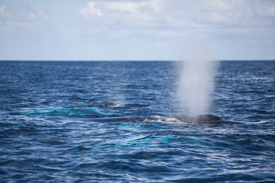 Humpback Whale Blow at Surface of Ocean
