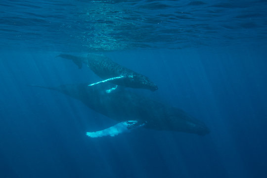 Humpback Whale Mother & Calf Underwater