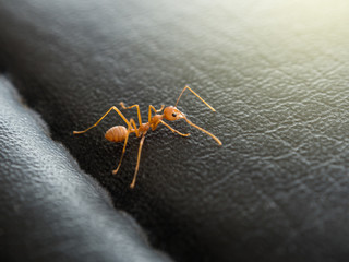 orange ant on leather sofa surface.
