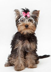 Yorkshire Terrier in glasses with pink bow sits on a white background