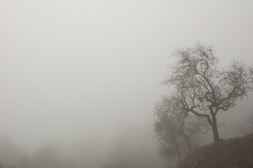 Niebla