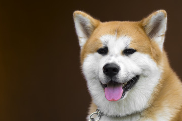 akita dog portrait