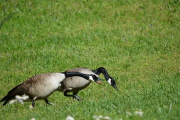 Pair of geese