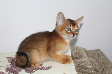 Fototapeta na wymiar abyssinian kitten portrait