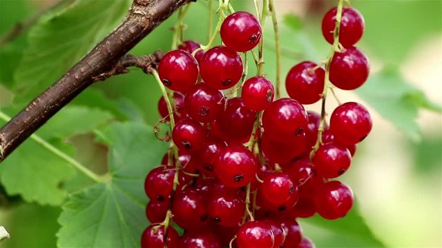 Closeup of a red currant bush branch with multiple ripe berries on it