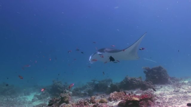Giant Manta Ray Birostris Alfredi Elasmobranch swimming slowly underwater over reef in tropical blue ocean sea and looking for food . Marine Life. Maldives.