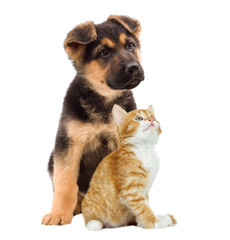 kitten and puppy looking