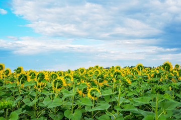 Fototapeta na wymiar sunflower field over blue sky, view from back