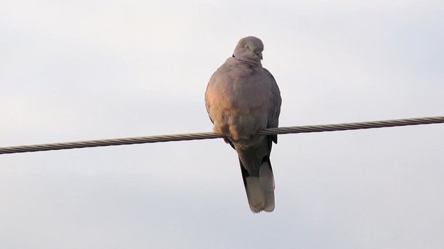 Barbary dove on wire
